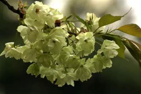 大岩桐風水|最適合庭院種植的十種吉祥植物！